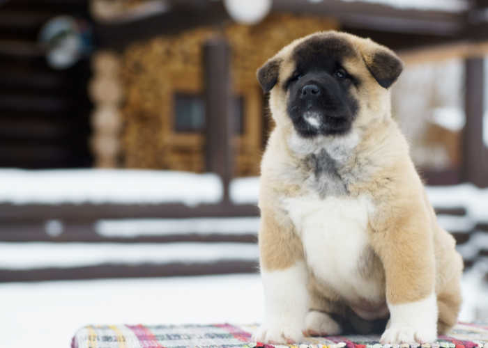 Szczeniak akity amerykańskiej.
