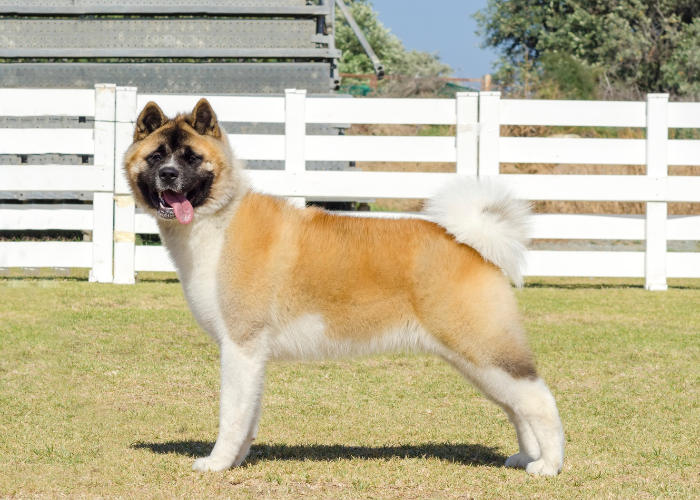 Akita amerykańska z czarną maską.