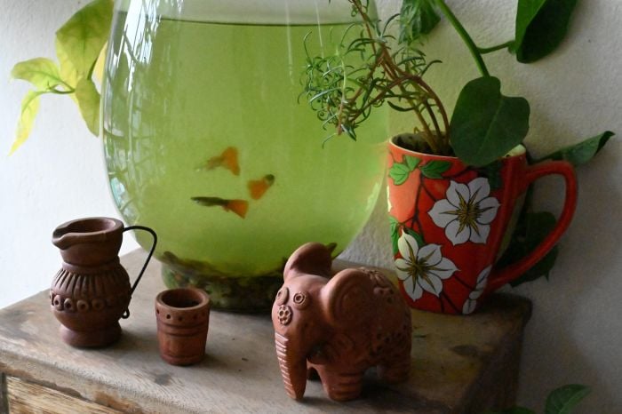 Zaniedbane akwarium kula, zielone od glonów.