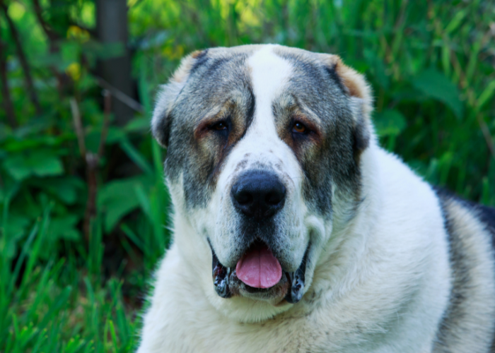 Owczarek środkowoazjatycki łaciaty.
