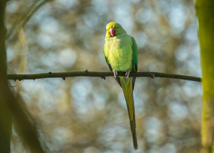 Aleksandretta obrożna siedzi na gałęzi.
