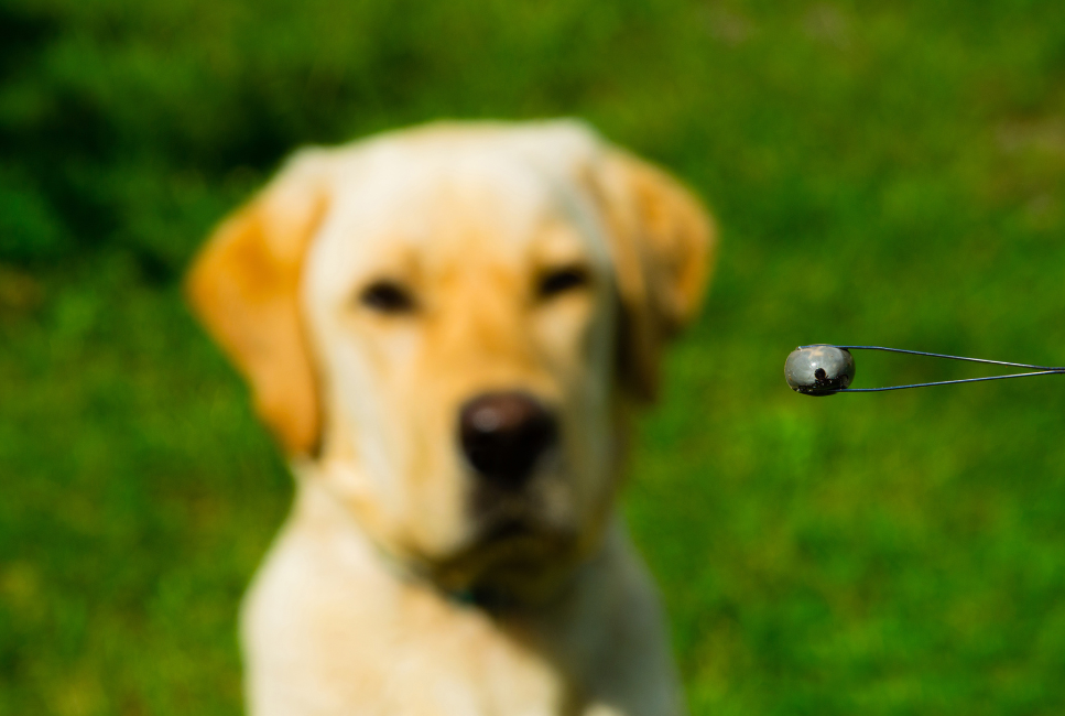 Anaplazmoza jest przenoszona przez kleszcze.