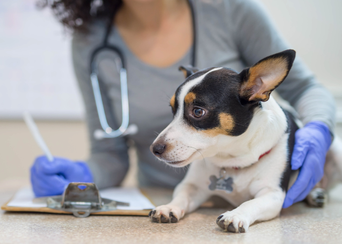 Pies u weterynarza.