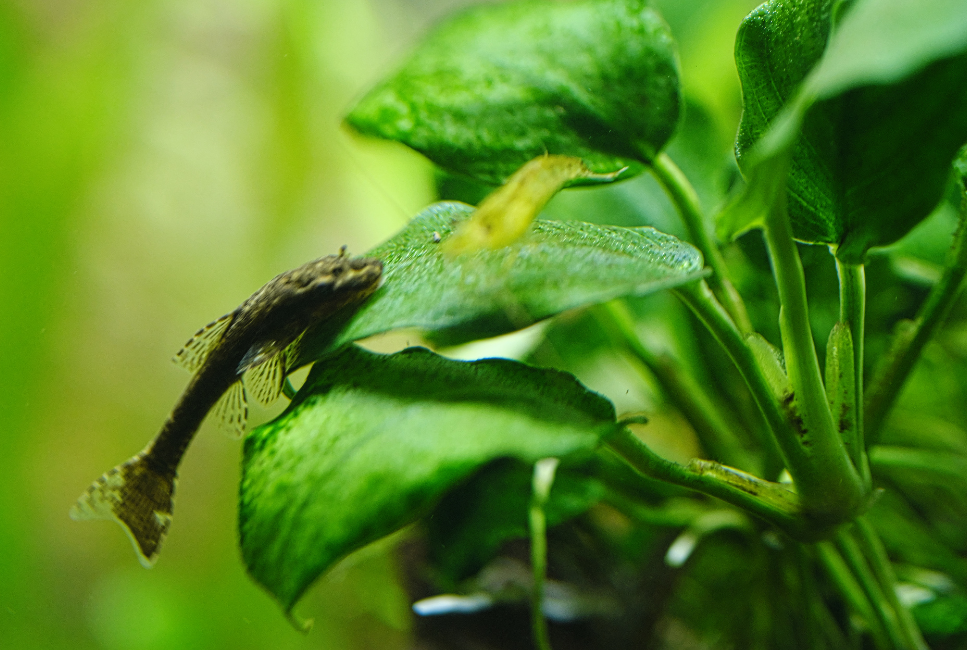 Glonojad na anubiasie.