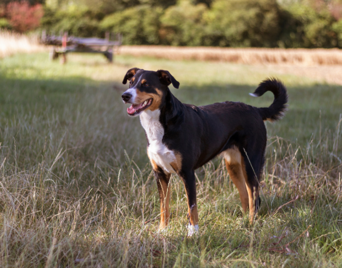 Wzorzec appenzellera.