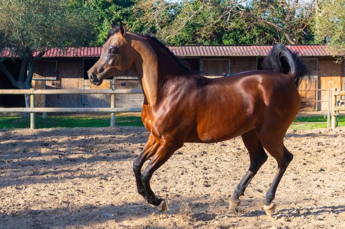 Koń arabski gniady na padoku.
