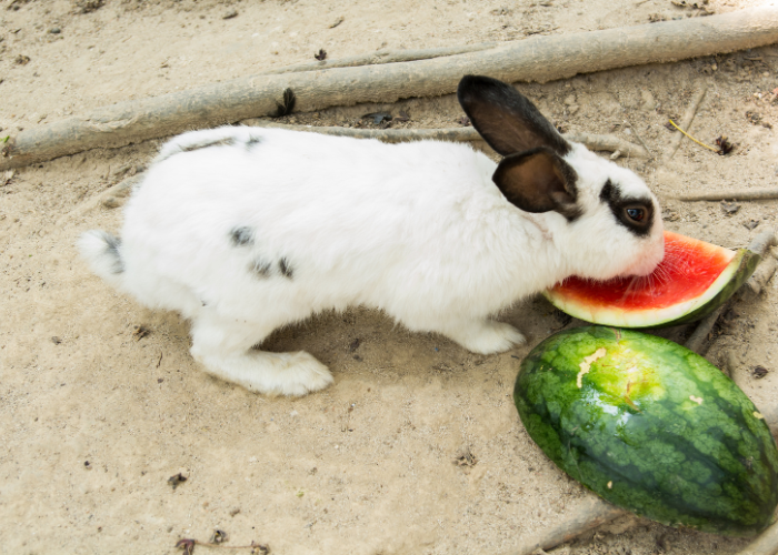 Arbuz, jako doskonały owoc dla królika