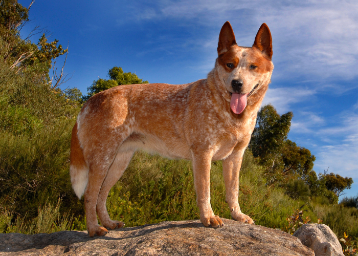 Australian cattle dog