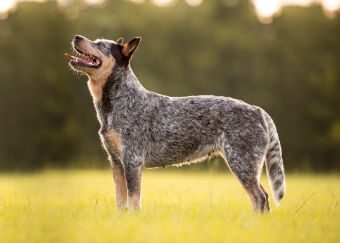 Wzorzec australian cattle dog.