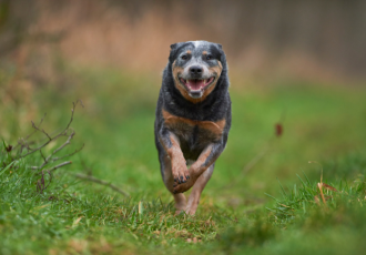 Australian cattle dog biegnie.