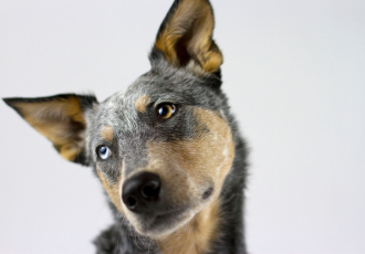 Dorosły australian cattle dog.