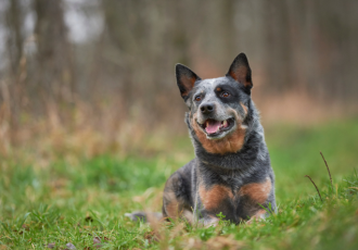 Australian cattle dog leży.