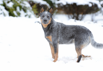 Australian cattle dog w śniegu.