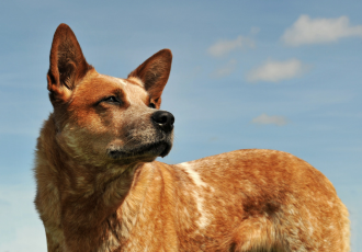 Australian cattle dog dereszowato - rudy.