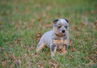 Australian cattle dog puppy.