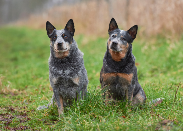 Australian cattle dog