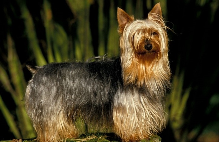 Silky terrier stoi bokiem.