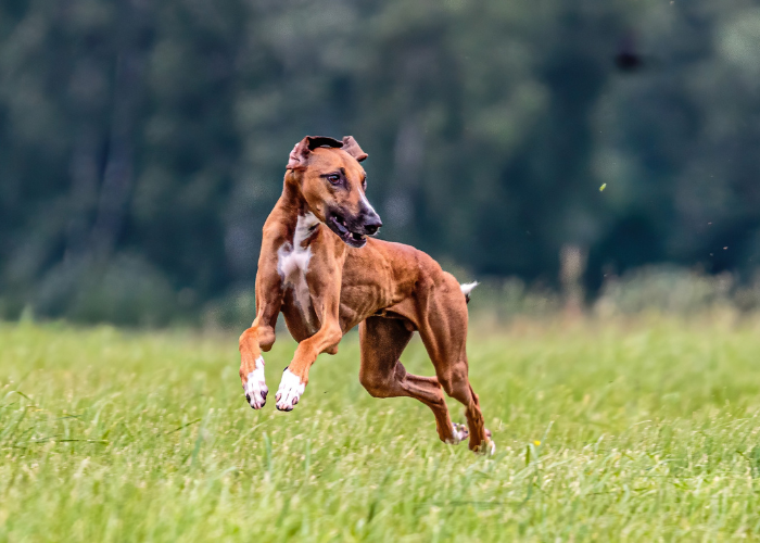 Chart afrykański biegnie w wyścigach psów.