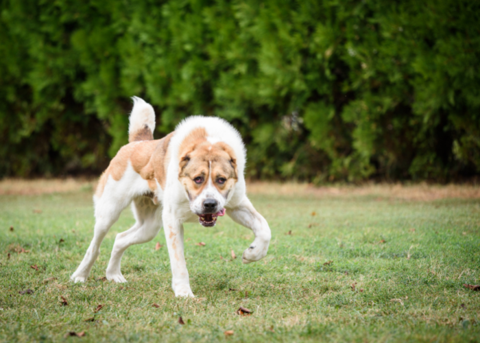Owczarek środkowoazjatycki biało-rudy.