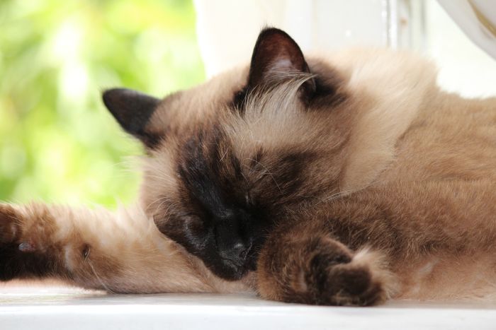 Kot balijski leży na parapecie.