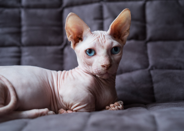 Najmniejsza rasa kotów Bambino.