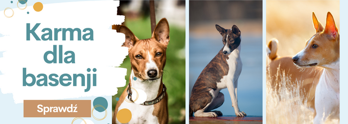 Karma dla psa basenji.