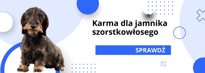 Oferta karm dla jamnika szorstkowłosego.
