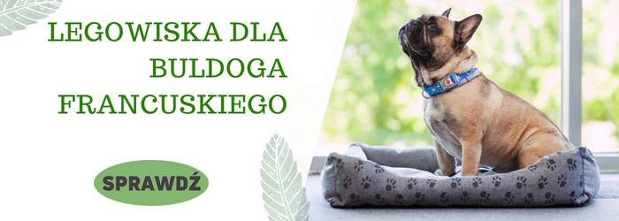 Zobacz legowiska dla buldoga francuskiego.