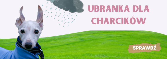 Oferta ubranek dla charcików.