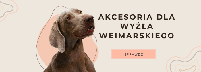 Akcesoria treningowe dla wyżła weimarskiego.