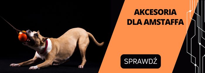 Smycze i szelki dla amstaffa.