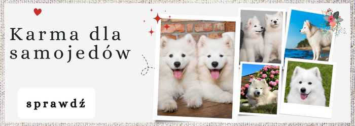 Karmy dla psów rasy Samojed