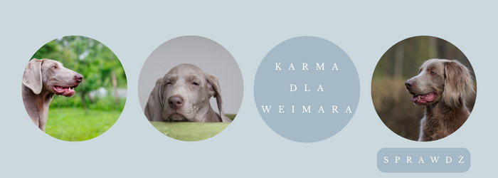 Oferta karm dla wyżła weimarskiego.