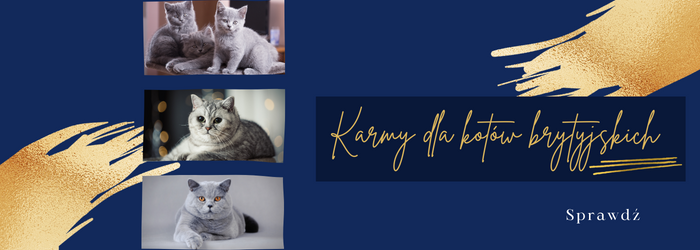 Oferta karm dla kotów brytyjskich