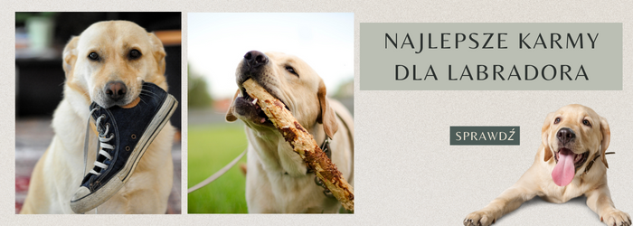 Najlepsze karmy dla labradora.