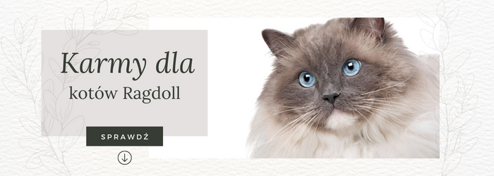 Oferta karm dla kotów ragdoll.