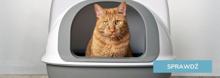 Zobacz kuwety dla kota