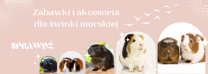 Oferta zabawek dla świnek morskich.