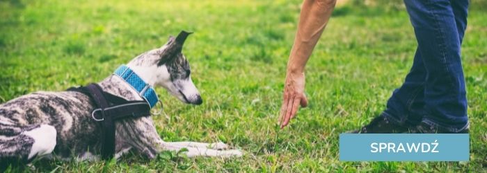 Akcesoria do treningu psa.