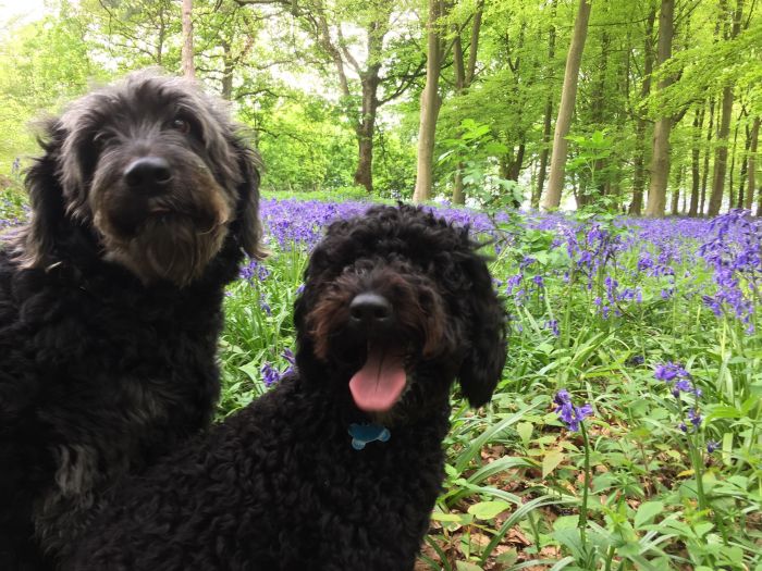 Dwa barbety w lesie.