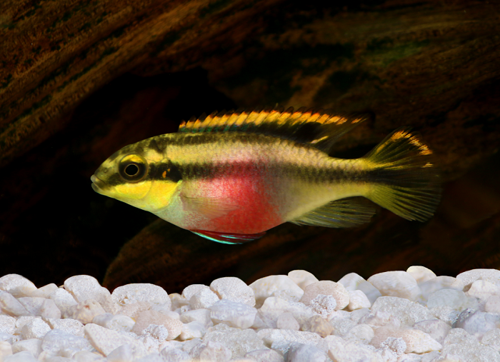 Barwniak czerwonobrzuchy.