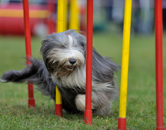 Agility z bearded collie.