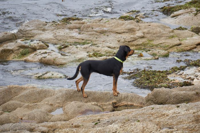Owczarek beauceron stoi bokiem.