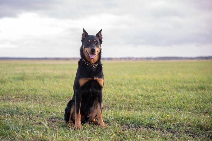 Beauceron z kopiowanymi uszami.