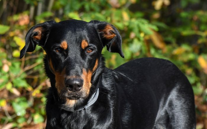 Owczarek francuski Beauceron lśni w słońcu.
