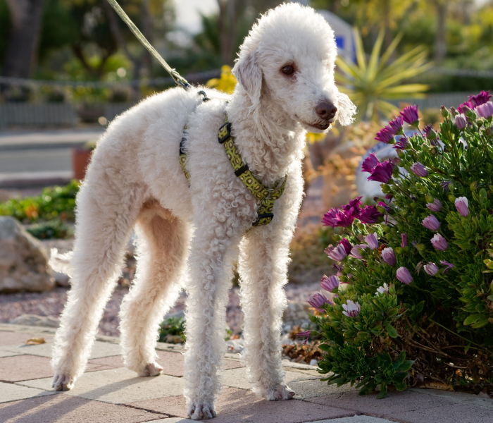 Bedlington terrier w szelkach gotowy do aktywności, którą uwielbia.