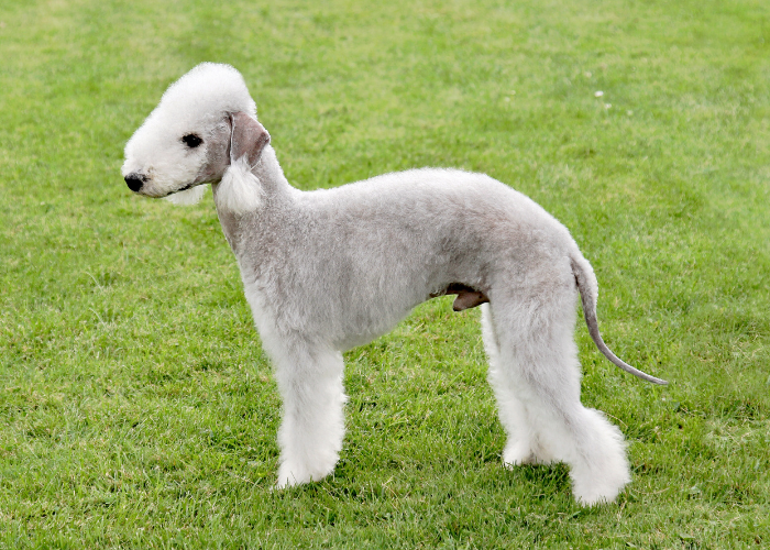 Piaskowy bedlington terrier.
