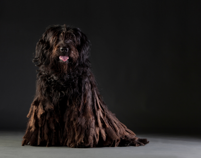 Czarny bergamasco.