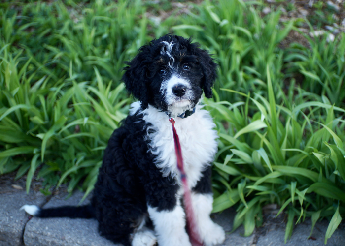 Bernedoodle szczeniak.