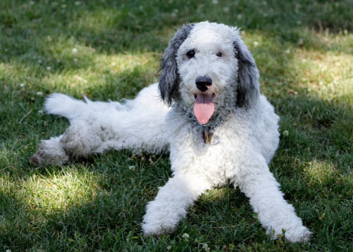 Bernedoodle biały.